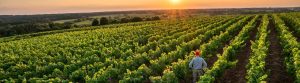 es_agriculture_indus_yt0Wx